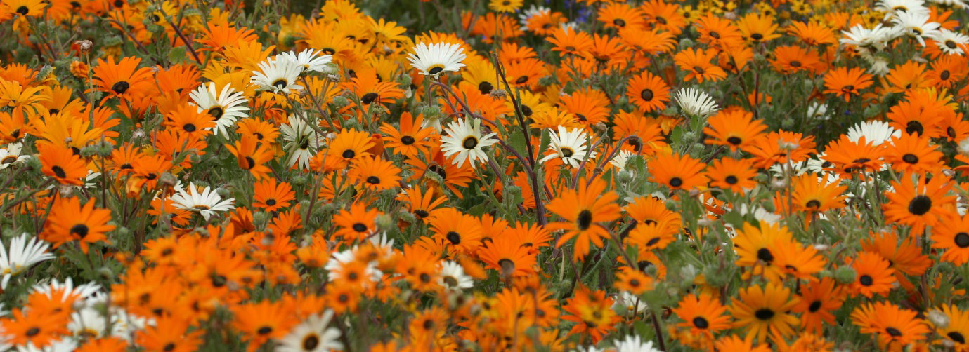 Flowers, Flowers everywhere…